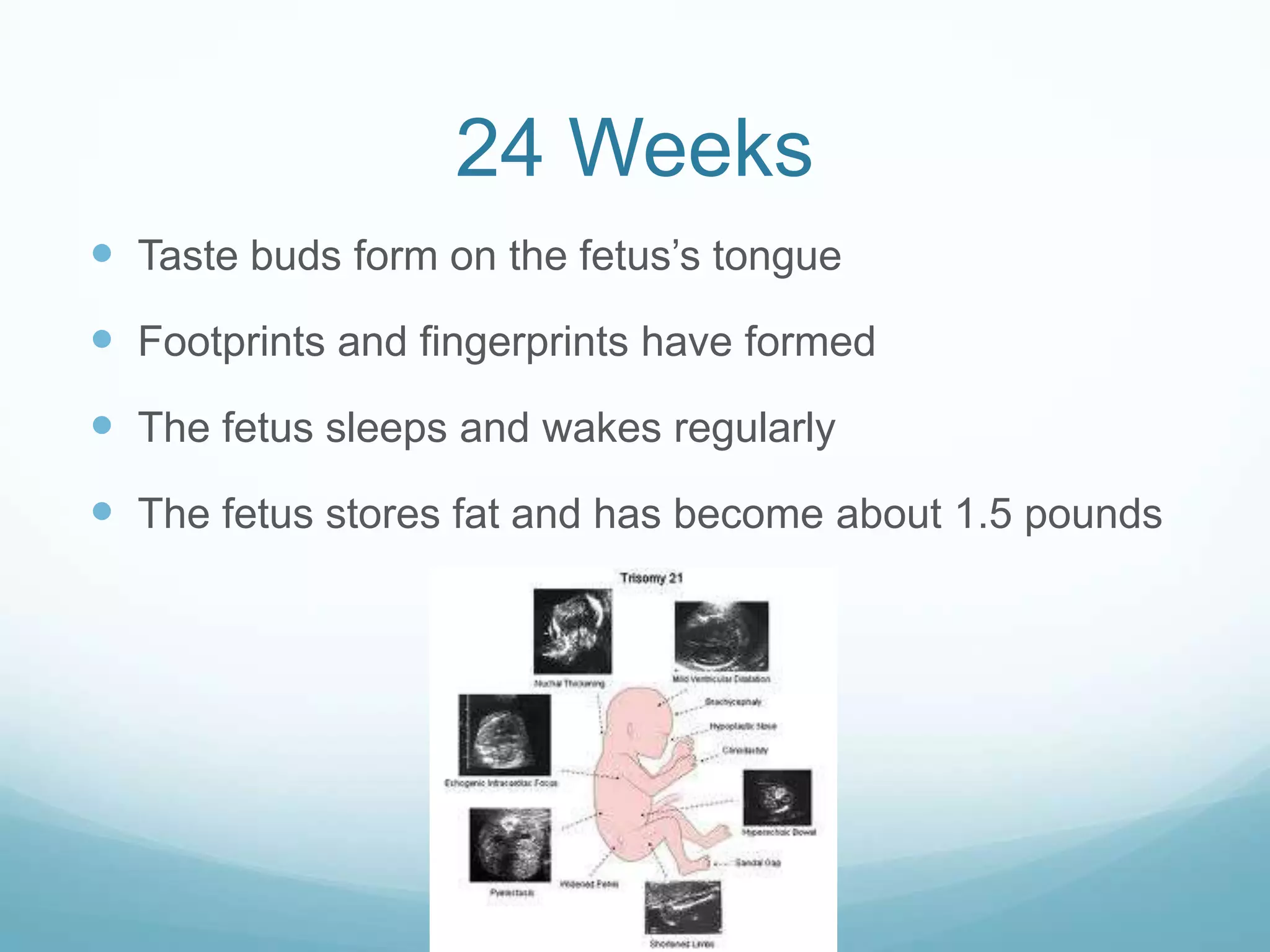 24 Weeks
 Taste buds form on the fetus’s tongue
 Footprints and fingerprints have formed
 The fetus sleeps and wakes regularly
 The fetus stores fat and has become about 1.5 pounds
 