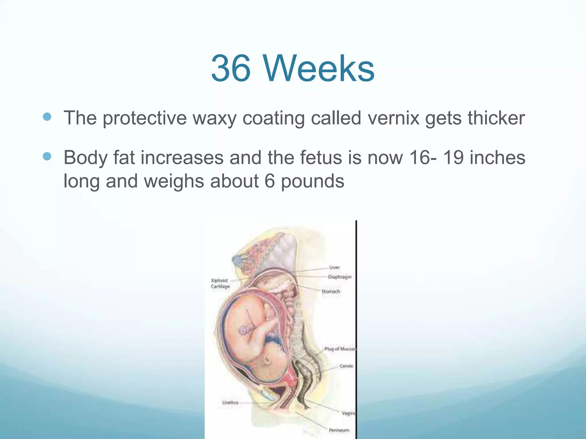 36 Weeks
 The protective waxy coating called vernix gets thicker
 Body fat increases and the fetus is now 16- 19 inches
  long and weighs about 6 pounds
 