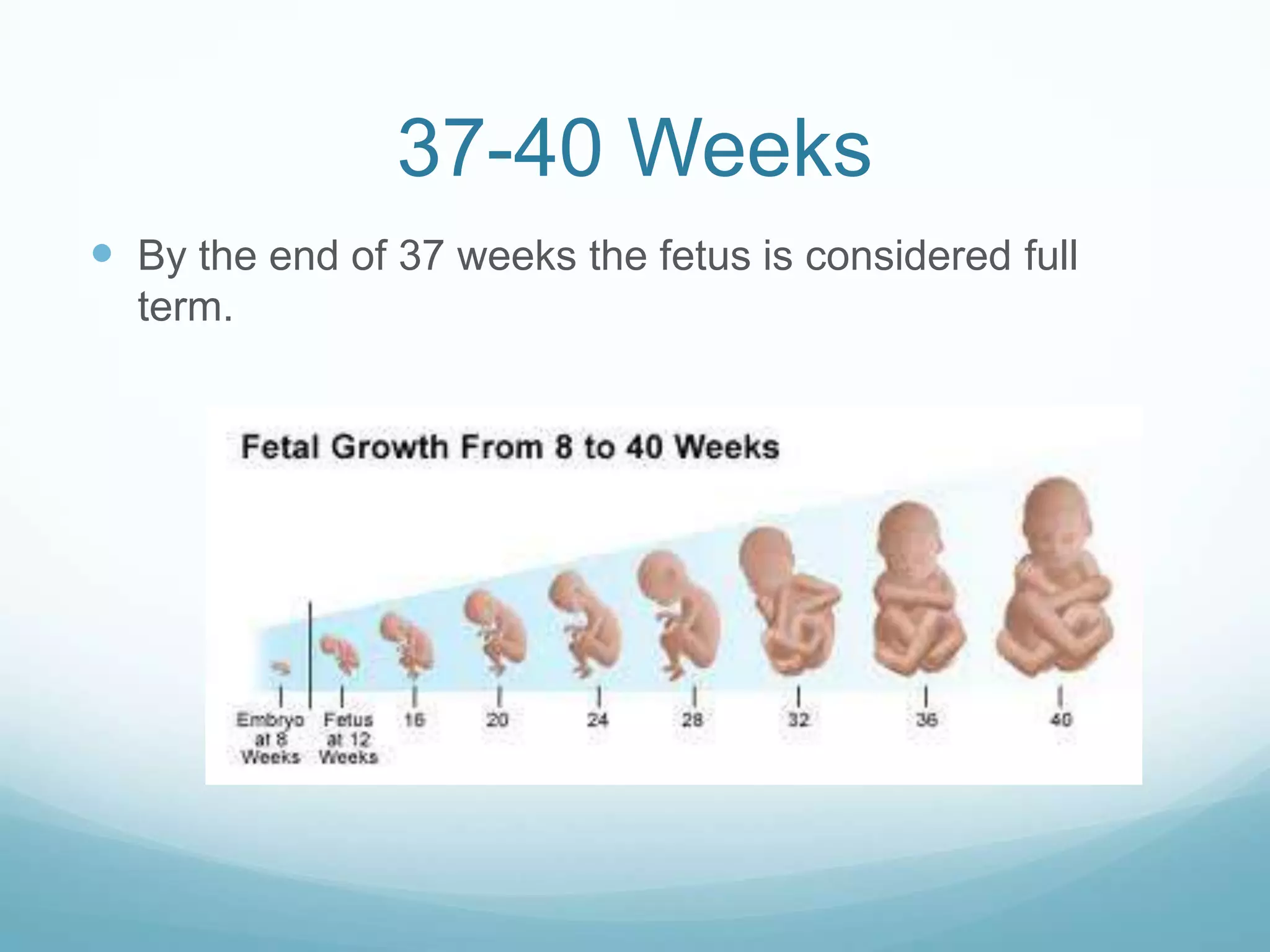 37-40 Weeks
 By the end of 37 weeks the fetus is considered full
  term.
 