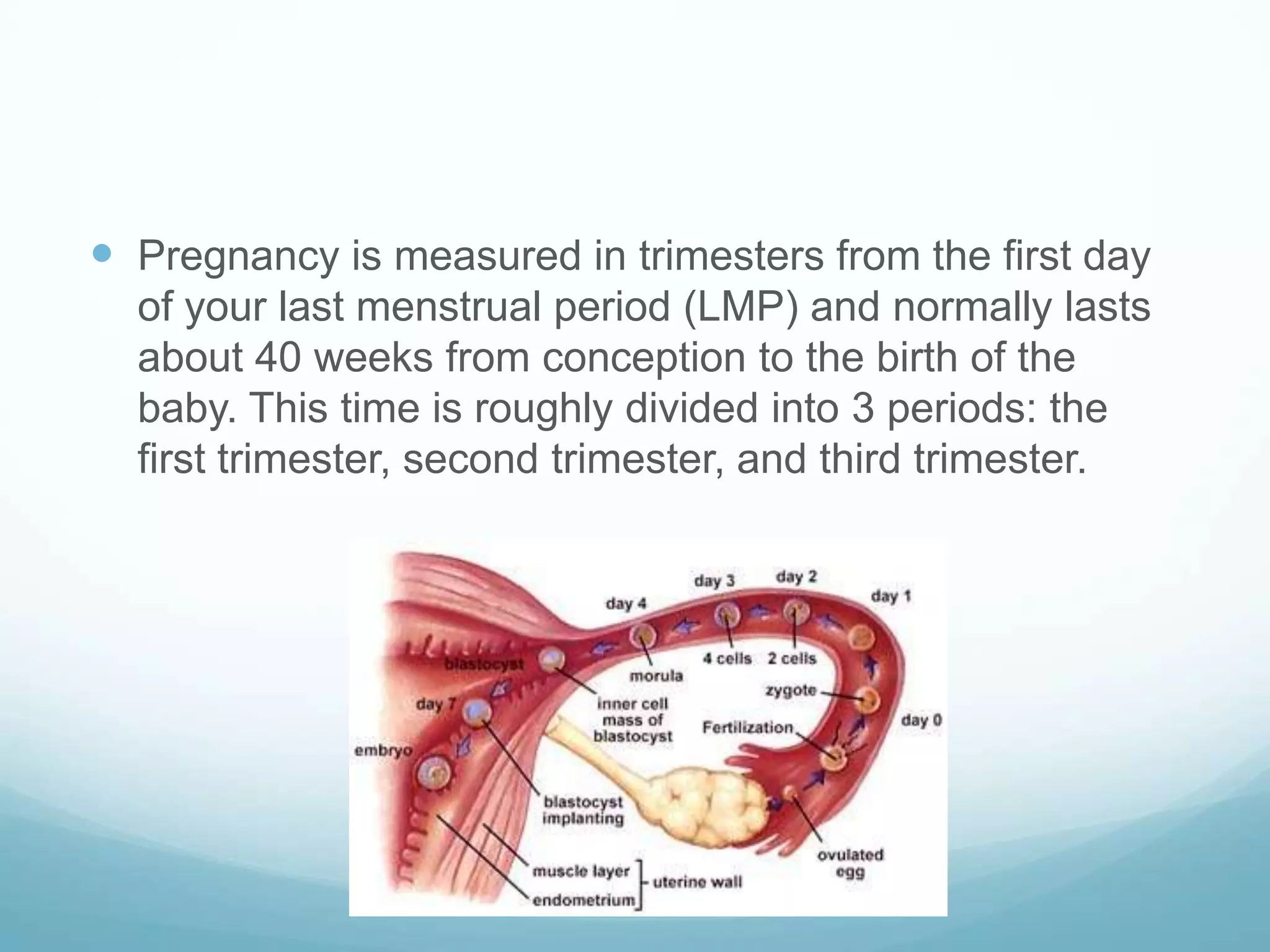  Pregnancy is measured in trimesters from the first day
  of your last menstrual period (LMP) and normally lasts
  about 40 weeks from conception to the birth of the
  baby. This time is roughly divided into 3 periods: the
  first trimester, second trimester, and third trimester.
 