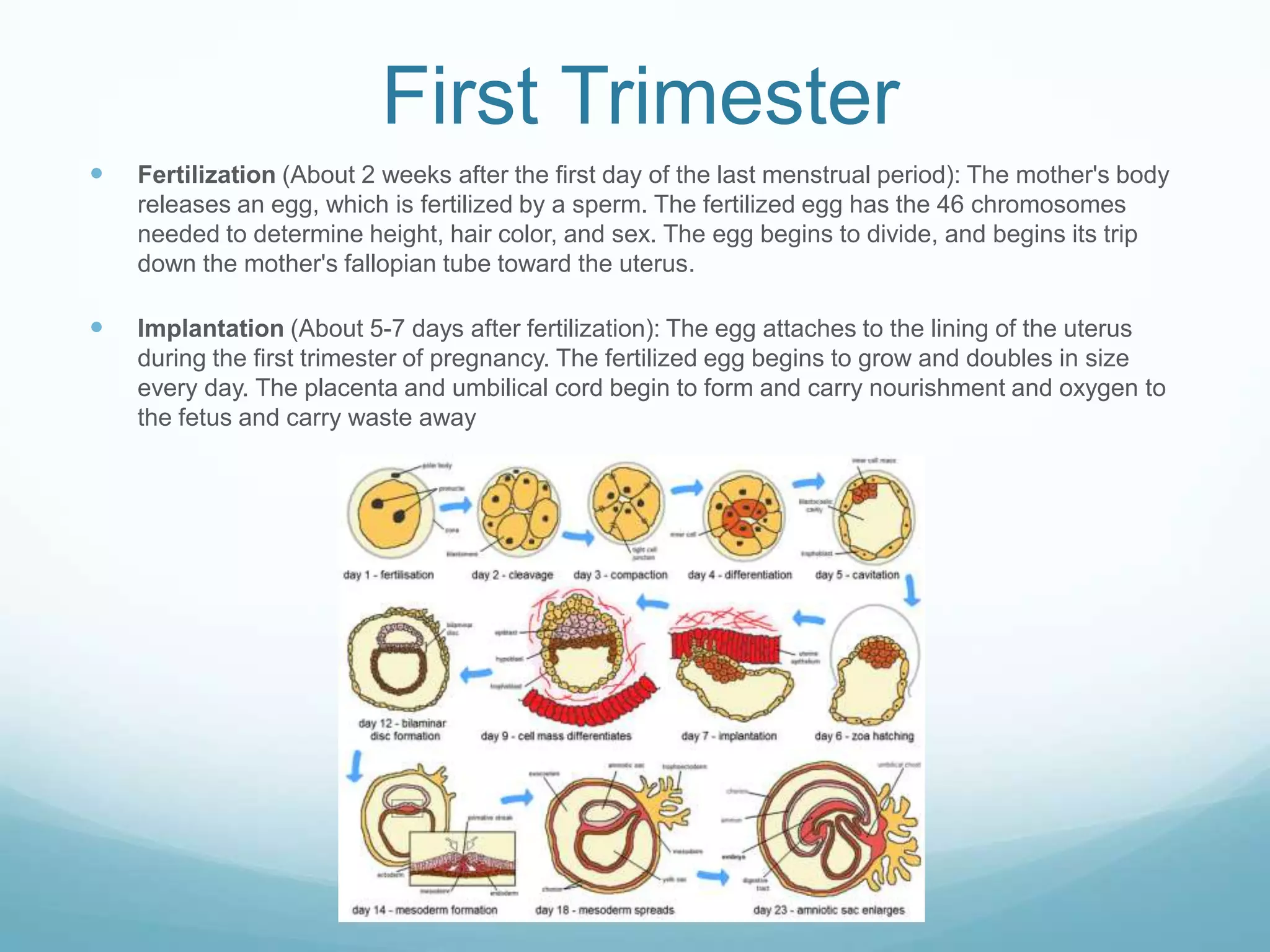 First Trimester
   Fertilization (About 2 weeks after the first day of the last menstrual period): The mother's body
    releases an egg, which is fertilized by a sperm. The fertilized egg has the 46 chromosomes
    needed to determine height, hair color, and sex. The egg begins to divide, and begins its trip
    down the mother's fallopian tube toward the uterus.

   Implantation (About 5-7 days after fertilization): The egg attaches to the lining of the uterus
    during the first trimester of pregnancy. The fertilized egg begins to grow and doubles in size
    every day. The placenta and umbilical cord begin to form and carry nourishment and oxygen to
    the fetus and carry waste away
 