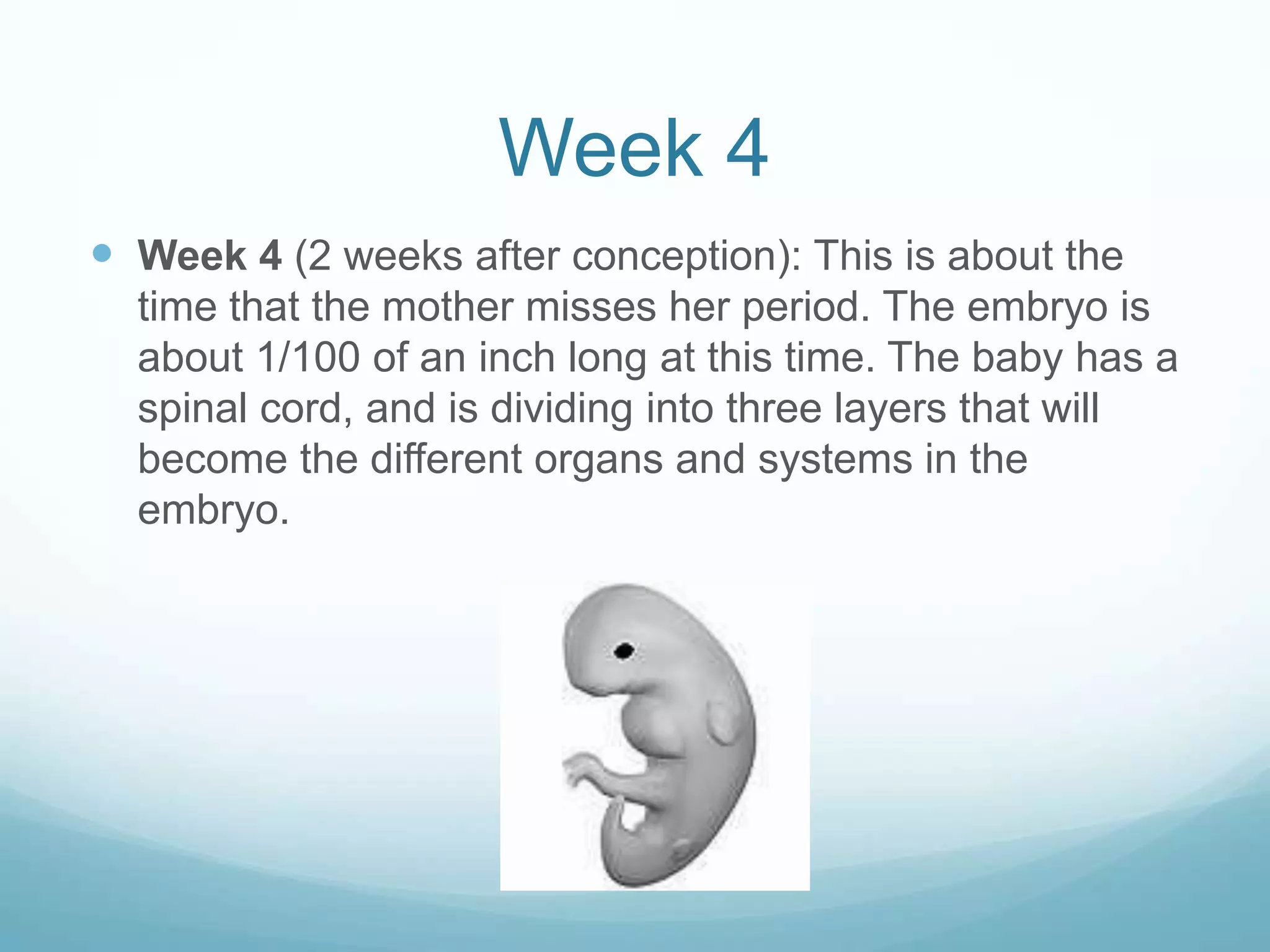 Week 4
 Week 4 (2 weeks after conception): This is about the
  time that the mother misses her period. The embryo is
  about 1/100 of an inch long at this time. The baby has a
  spinal cord, and is dividing into three layers that will
  become the different organs and systems in the
  embryo.
 