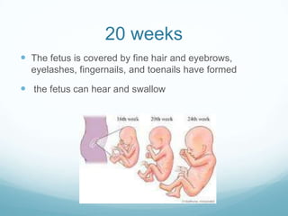 20 weeks
 The fetus is covered by fine hair and eyebrows,
  eyelashes, fingernails, and toenails have formed

 the fetus can hear and swallow
 