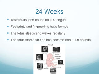 24 Weeks
 Taste buds form on the fetus’s tongue
 Footprints and fingerprints have formed
 The fetus sleeps and wakes regularly
 The fetus stores fat and has become about 1.5 pounds
 