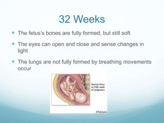 32 Weeks
 The fetus’s bones are fully formed, but still soft
 The eyes can open and close and sense changes in
  light

 The lungs are not fully formed by breathing movements
  occur
 