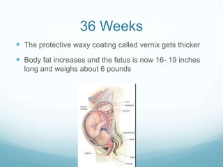 36 Weeks
 The protective waxy coating called vernix gets thicker
 Body fat increases and the fetus is now 16- 19 inches
  long and weighs about 6 pounds
 