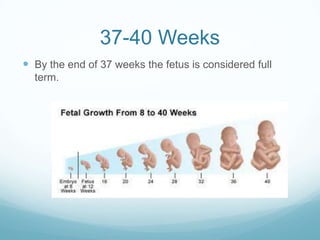 37-40 Weeks
 By the end of 37 weeks the fetus is considered full
  term.
 