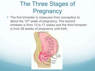 The Three Stages of
             Pregnancy
 The first trimester is measures from conception to
  about the 12th week of pregnancy. The second
  trimester is from 13 to 17 weeks and the third trimester
  is from 28 weeks of pregnancy until birth.
 