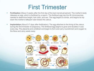 First Trimester
   Fertilization (About 2 weeks after the first day of the last menstrual period): The mother's body
    releases an egg, which is fertilized by a sperm. The fertilized egg has the 46 chromosomes
    needed to determine height, hair color, and sex. The egg begins to divide, and begins its trip
    down the mother's fallopian tube toward the uterus.

   Implantation (About 5-7 days after fertilization): The egg attaches to the lining of the uterus
    during the first trimester of pregnancy. The fertilized egg begins to grow and doubles in size
    every day. The placenta and umbilical cord begin to form and carry nourishment and oxygen to
    the fetus and carry waste away
 