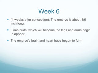 Week 6
 (4 weeks after conception): The embryo is about 1/6
  inch long.

 Limb buds, which will become the legs and arms begin
  to appear.

 The embryo’s brain and heart have begun to form
 