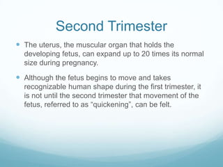 Second Trimester
 The uterus, the muscular organ that holds the
  developing fetus, can expand up to 20 times its normal
  size during pregnancy.

 Although the fetus begins to move and takes
  recognizable human shape during the first trimester, it
  is not until the second trimester that movement of the
  fetus, referred to as “quickening”, can be felt.
 