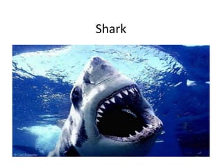 Shark
 