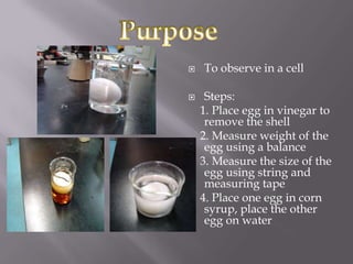    To observe in a cell

    Steps:
    1. Place egg in vinegar to
     remove the shell
    2. Measure weight of the
     egg using a balance
    3. Measure the size of the
     egg using string and
     measuring tape
    4. Place one egg in corn
     syrup, place the other
     egg on water
 