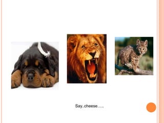 Say..cheese…..
