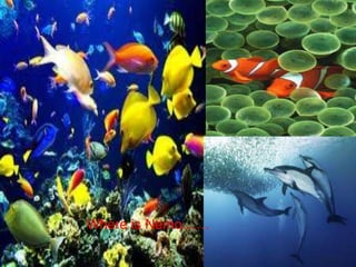Where is Nemo……