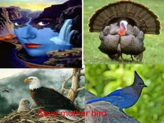 Save mother bird…….