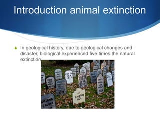 Introduction animal extinction


S In geological history, due to geological changes and
  disaster, biological experienced five times the natural
  extinction.
 