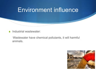 Environment influence


S Industrial wastewater:

  Wastewater have chemical pollutants, it will harmful
  animals.
 