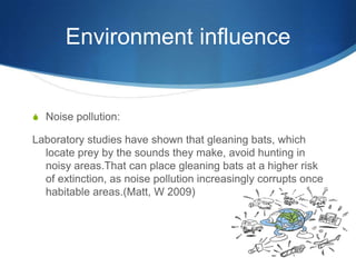 Environment influence


S Noise pollution:

Laboratory studies have shown that gleaning bats, which
  locate prey by the sounds they make, avoid hunting in
  noisy areas.That can place gleaning bats at a higher risk
  of extinction, as noise pollution increasingly corrupts once
  habitable areas.(Matt, W 2009)
 