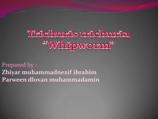 Prepared by :
Zhiyar muhammadnezif ibrahim
Parween dlovan muhammadamin
 