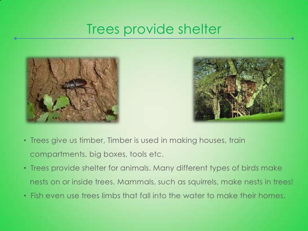 Importance of Trees