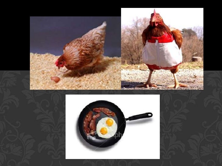 Drug Producing Chicken