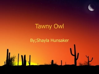 Tawny Owl

By;Shayla Hunsaker
 