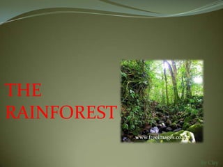 THE
RAINFOREST
             www.freeimages.co.uk



                                    By Clay
 