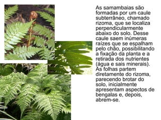 As samambaias são
formadas por um caule
subterrâneo, chamado
rizoma, que se localiza
perpendicularmente
abaixo do solo. Desse
caule saem inúmeras
raízes que se espalham
pelo chão, possibilitando
a fixação da planta e a
retirada dos nutrientes
(água e sais minerais).
As folhas partem
diretamente do rizoma,
parecendo brotar do
solo, inicialmente
apresentam aspectos de
bengalas e, depois,
abrem-se.
 