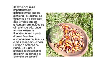 Os exemplos mais
importantes de
gimnospermas são os
pinheiros, os cedros, as
sequoias e os ciprestes.
São árvores que se
encontram em regiões de
clima temperado, onde
formam extensas
florestas. A maior parte
dessas florestas
encontram-se na Ásia, as
outras espalham-se pela
Europa e América do
Norte. No Brasil, o
principal representante
das gimnospermas é o
“pinheiro-do-paraná”
 