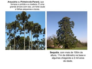Araucária ou Pinheiro-do-Paraná, que
   fornece o pinhão e a madeira. É uma
  grande árvore com raiz, um forte caule
        e folhas pequenas e duras.




                                           Sequóia, com mais de 100m de
                                           altura, 11m de diâmetro na base e
                                            algumas chegando a 2 mil anos
                                                       de idade.
 