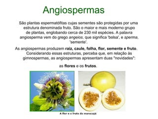 Angiospermas
  São plantas espermatófitas cujas sementes são protegidas por uma
    estrutura denominada fruto. São o maior e mais moderno grupo
     de plantas, englobando cerca de 230 mil espécies. A palavra
  angiosperma vem do grego angeios, que significa 'bolsa', e sperma,
                              'semente'.
As angiospermas produzem raiz, caule, folha, flor, semente e fruto.
      Considerando essas estruturas, perceba que, em relação às
    gimnospermas, as angiospermas apresentam duas "novidades":
                        as flores e os frutos.
 