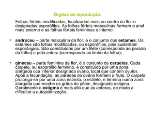 Órgãos de reprodução:
    Folhas férteis modificadas, localizadas mais ao centro da flor e
    designadas esporófilos. As folhas férteis masculinas formam o anel
    mais externo e as folhas férteis femininas o interno.

•   androceu – parte masculina da flor, é o conjunto dos estames. Os
    estames são folhas modificadas, ou esporófilos, pois sustentam
    esporângios. São constituídas por um filete (corresponde ao pecíolo
    da folha) e pela antera (corresponde ao limbo da folha);

•   gineceu – parte feminina da flor, é o conjunto de carpelos. Cada
    carpelo, ou esporófilo feminino, é constituído por uma zona
    alargada oca inferior designada ovário, local que contém óvulos.
    Após a fecundação, as paredes do ovário formam o fruto. O carpelo
    prolonga-se por uma zona estreita, o estilete, e termina numa zona
    alargada que recebe os grãos de pólen, designada estigma.
    Geralmente o estigma é mais alto que as anteras, de modo a
    dificultar a autopolinização.
 