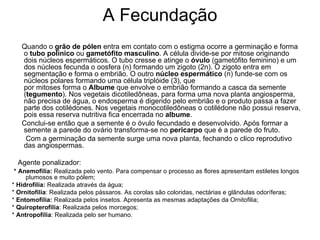 A Fecundação
   Quando o grão de pólen entra em contato com o estigma ocorre a germinação e forma
   o tubo polínico ou gametófito masculino. A célula divide-se por mitose originando
   dois núcleos espermáticos. O tubo cresse e atinge o óvulo (gametófito feminino) e um
   dos núcleos fecunda o oosfera (n) formando um zigoto (2n). O zigoto entra em
   segmentação e forma o embrião. O outro núcleo espermático (n) funde-se com os
   núcleos polares formando uma célula triplóide (3), que
   por mitoses forma o Albume que envolve o embrião formando a casca da semente
   (tegumento). Nos vegetais dicotiledôneas, para forma uma nova planta angiosperma,
   não precisa de água, o endosperma é digerido pelo embrião e o produto passa a fazer
   parte dos cotilédones. Nos vegetais monocotiledôneas o cotilédone não possui reserva,
   pois essa reserva nutritiva fica encerrada no albume.
   Conclui-se então que a semente é o óvulo fecundado e desenvolvido. Após formar a
   semente a parede do ovário transforma-se no pericarpo que é a parede do fruto.
    Com a germinação da semente surge uma nova planta, fechando o clico reprodutivo
   das angiospermas.

  Agente ponalizador:
 * Anemofilia: Realizada pelo vento. Para compensar o processo as flores apresentam estiletes longos
     plumosos e muito pólem;
* Hidrofilia: Realizada através da água;
* Ornitofilia: Realizada pelos pássaros. As corolas são coloridas, nectárias e glândulas odoríferas;
* Entomofilia: Realizada pelos insetos. Apresenta as mesmas adaptações da Ornitofilia;
* Quiropterofilia: Realizada pelos morcegos;
* Antropofilia: Realizada pelo ser humano.
 