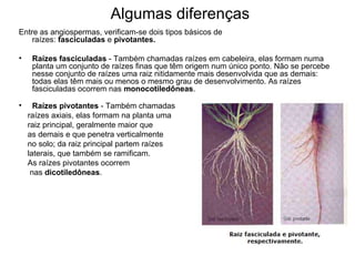 Algumas diferenças
Entre as angiospermas, verificam-se dois tipos básicos de
    raízes: fasciculadas e pivotantes.

•    Raízes fasciculadas - Também chamadas raízes em cabeleira, elas formam numa
     planta um conjunto de raízes finas que têm origem num único ponto. Não se percebe
     nesse conjunto de raízes uma raiz nitidamente mais desenvolvida que as demais:
     todas elas têm mais ou menos o mesmo grau de desenvolvimento. As raízes
     fasciculadas ocorrem nas monocotiledôneas.

•     Raízes pivotantes - Também chamadas
    raízes axiais, elas formam na planta uma
    raiz principal, geralmente maior que
    as demais e que penetra verticalmente
    no solo; da raiz principal partem raízes
    laterais, que também se ramificam.
    As raízes pivotantes ocorrem
     nas dicotiledôneas.
 