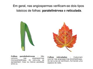 Em geral, nas angiospermas verificam-se dois tipos
  básicos de folhas: paralelinérvea e reticulada.
 