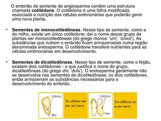 O embrião da semente de angiosperma contém uma estrutura
  chamada cotilédone. O cotilédone é uma folha modificada,
  associada a nutrição das células embrionárias que poderão gerar
  uma nova planta.

• Sementes de monocotiledôneas. Nesse tipo de semente, como a
  do milho, existe um único cotilédone; daí o nome desse grupo de
  plantas ser monocotiledôneas (do grego mónos: 'um', 'único'). As
  substâncias que nutrem o embrião ficam armazenadas numa região
  denominada endosperma. O cotilédone transfere nutrientes para as
  células embrionárias em desenvolvimento.

• Sementes de dicotiledôneas. Nesse tipo de semente, como o feijão,
  existem dois cotilédones - o que justifica o nome do grupo,
  dicotiledôneas (do grego dís: 'dois'). O endosperma geralmente não
  se desenvolve nas sementes de dicotiledôneas; os dois cotilédones,
  então armazenam as substâncias necessárias para o
  desenvolvimento do embrião.
 