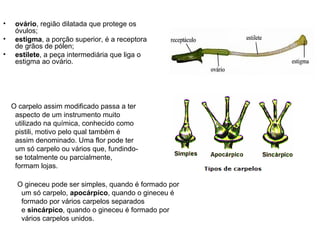 •    ovário, região dilatada que protege os
     óvulos;
•    estigma, a porção superior, é a receptora
     de grãos de pólen;
•    estilete, a peça intermediária que liga o
     estigma ao ovário.




    O carpelo assim modificado passa a ter
     aspecto de um instrumento muito
     utilizado na química, conhecido como
     pistili, motivo pelo qual também é
     assim denominado. Uma flor pode ter
     um só carpelo ou vários que, fundindo-
     se totalmente ou parcialmente,
     formam lojas.

     O gineceu pode ser simples, quando é formado por
      um só carpelo, apocárpico, quando o gineceu é
      formado por vários carpelos separados
      e sincárpico, quando o gineceu é formado por
      vários carpelos unidos.
 