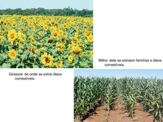 Milho- dele se extraem farinhas e óleos
                                        comestíveis.

Girassol- de onde se extrai óleos
    comestíveis.
 