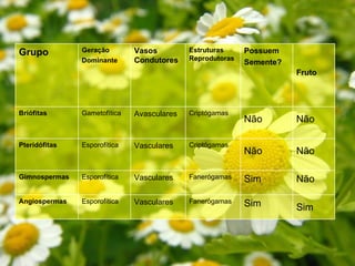 Grupo          Geração        Vasos         Estruturas     Possuem
               Dominante      Condutores    Reprodutoras
                                                           Semente?
                                                                      Fruto




Briófitas      Gametofítica   Avasculares   Criptógamas
                                                           Não        Não

Pteridófitas   Esporofítica   Vasculares    Criptógamas
                                                           Não        Não

Gimnospermas   Esporofítica   Vasculares    Fanerógamas    Sim        Não

Angiospermas   Esporofítica   Vasculares    Fanerógamas    Sim        Sim
 
