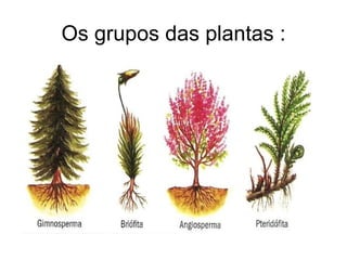 Os grupos das plantas :
 