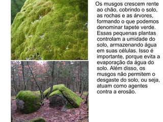 Os musgos crescem rente
ao chão, cobrindo o solo,
as rochas e as árvores,
formando o que podemos
denominar tapete verde.
Essas pequenas plantas
controlam a umidade do
solo, armazenando água
em suas células. Isso é
importante, porque evita a
evaporação da água do
solo. Além disso, os
musgos não permitem o
desgaste do solo, ou seja,
atuam como agentes
contra a erosão.
 
