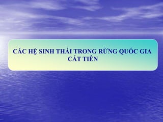 CÁC HỆ SINH THÁI TRONG RỪNG QUỐC GIA
               CÁT TIÊN
 
