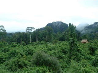 Hệ sinh thái rừng băng lăng



Hệ sinh thái rừng ngập nƣớc



 Hệ sinh thái rừng tre nứa



Hệ sinh thái rừng hỗn giao
 