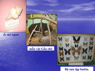 ốc mỏ ngựa



             mẫu vật Gấu chó




                               Bộ sƣu tập bƣớm.
 