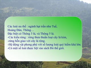 VÙNG NÚI LANGBIANG

Các loài ưu thế : ngành hạt trần như Tuế,
Hoàng Đàn, Thông…
Đặc biệt có Thông 3 lá, và Thông 5 lá.
-Các kiểu rừng : rừng thưa thuần loại cây lá kim,
-rừng hỗn giao với cây lá rộng.
-Hệ động vật phong phú với số lượng loài quý hiếm khá lớn.
-Có một số loài được liệt vào sách Đỏ thế giới.
 