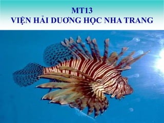 MT13
VIỆN HẢI DUƠNG HỌC NHA TRANG
 