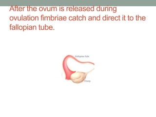 After the ovum is released during
ovulation fimbriae catch and direct it to the
fallopian tube.
 