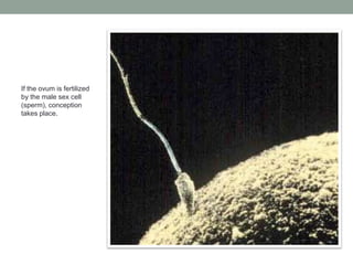 If the ovum is fertilized
by the male sex cell
(sperm), conception
takes place.
 