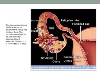 Once conception occurs
the fertilized ovum
travels to the uterus and
implants there. The
ovum is now refered to
as an embryo for
approximately 8
weeks.From them on it
is referred to as a fetus.
 